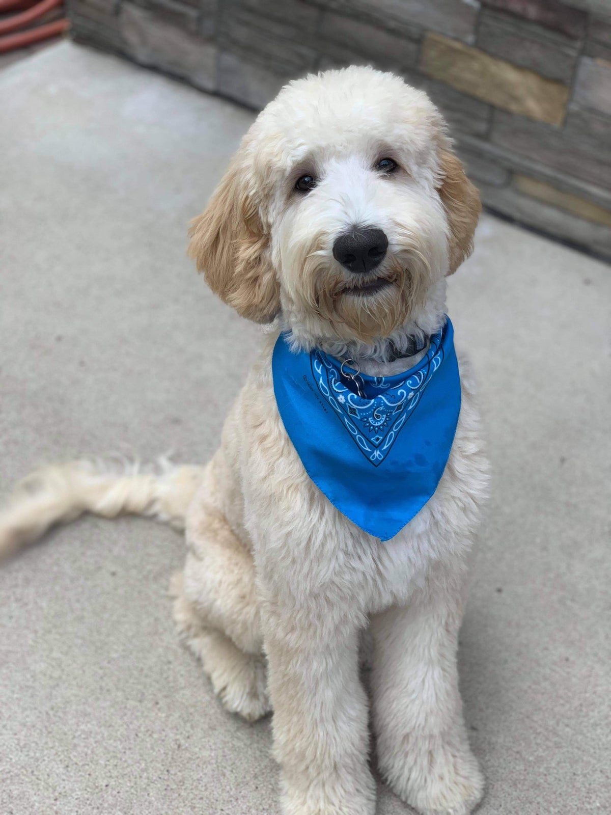 Graham Doodles of Iowa offers dog boarding and puppies in Iowa Graham