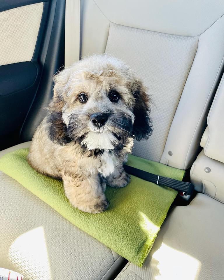 Graham Doodles of Iowa offers dog boarding and puppies in Iowa Graham