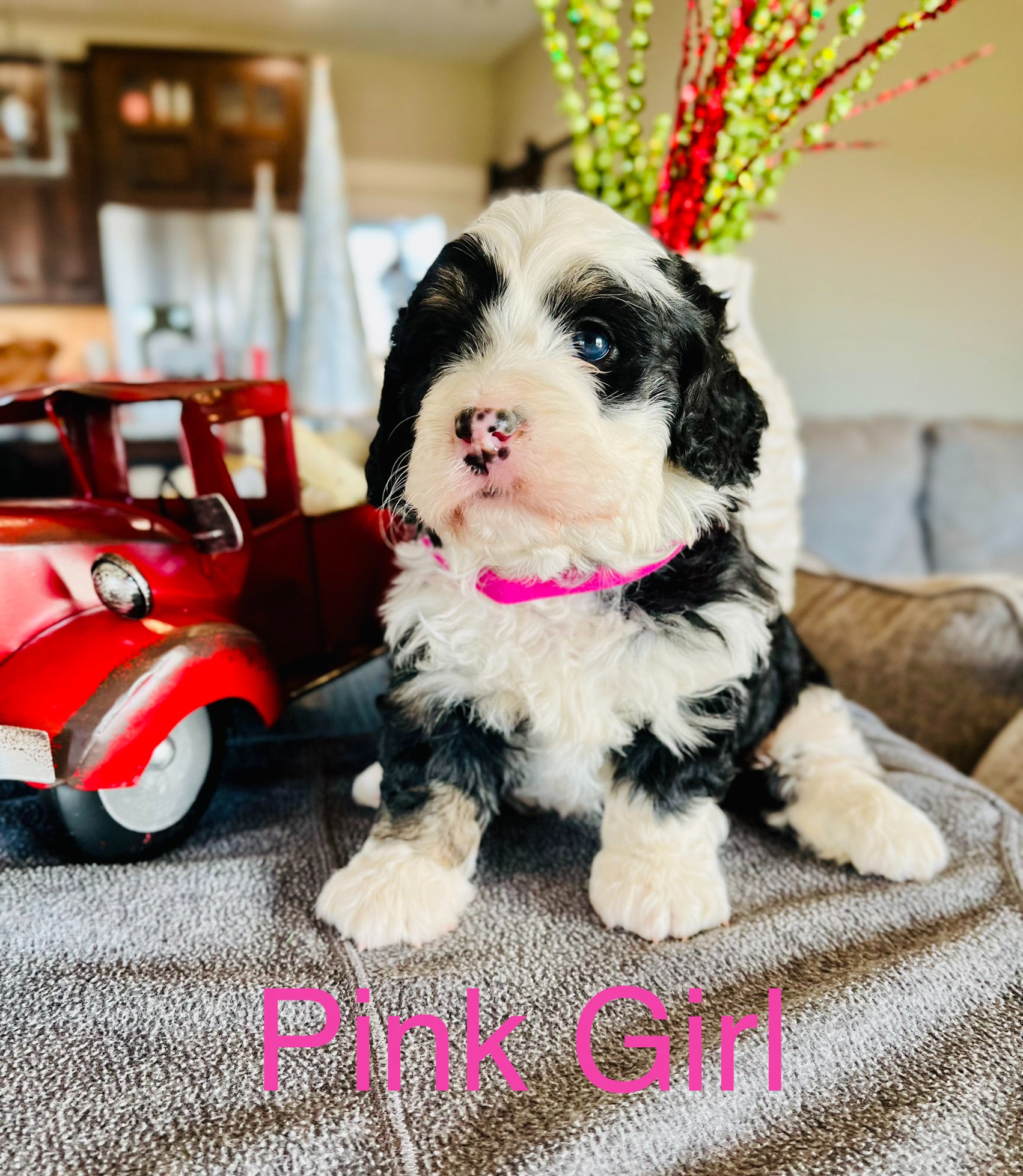 Graham Doodles of Iowa offers dog boarding and puppies in Iowa Graham