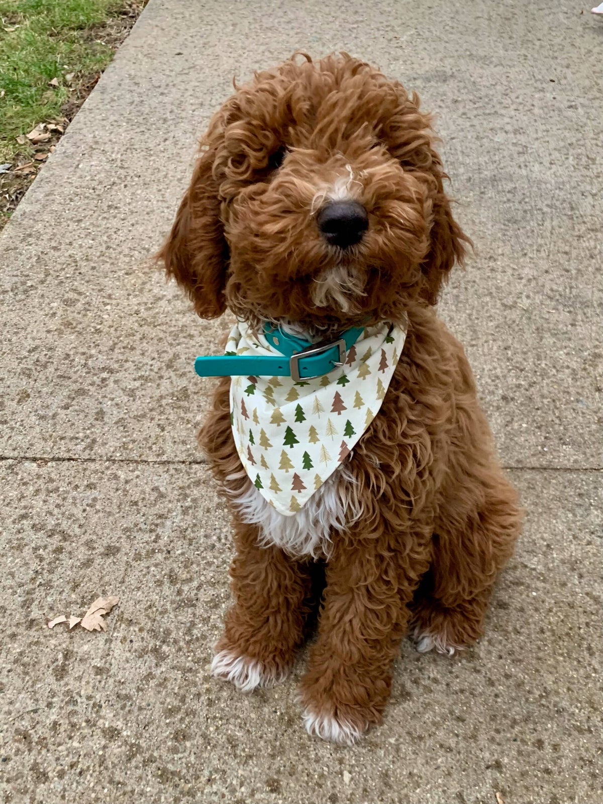 Graham Doodles of Iowa offers dog boarding and puppies in Iowa Graham