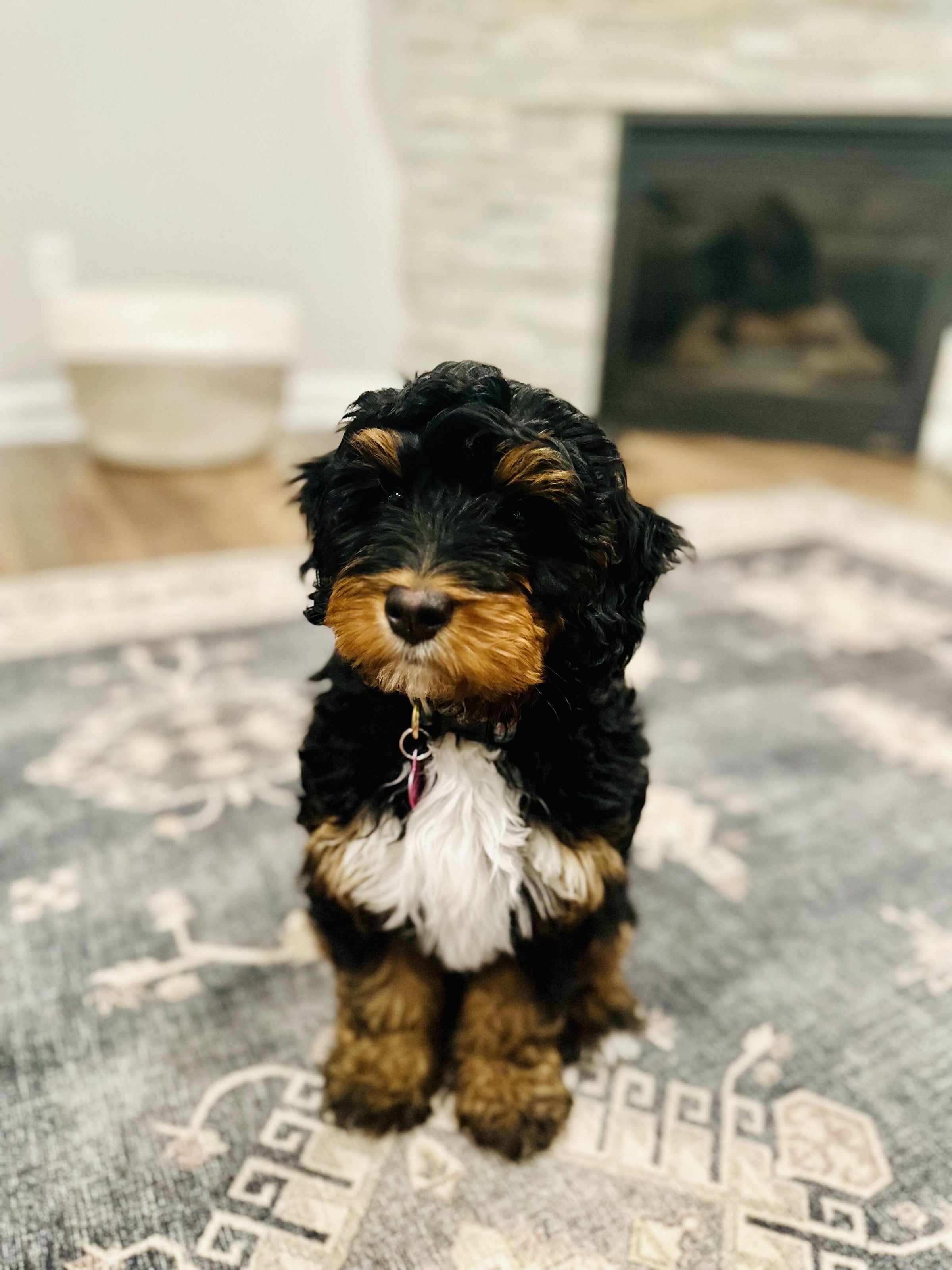 Graham Doodles of Iowa offers dog boarding and puppies in Iowa Graham